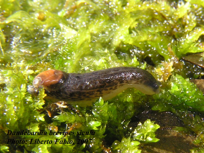 Daudebardia (Daudebardia) brevipes sicula Bivona, 1839